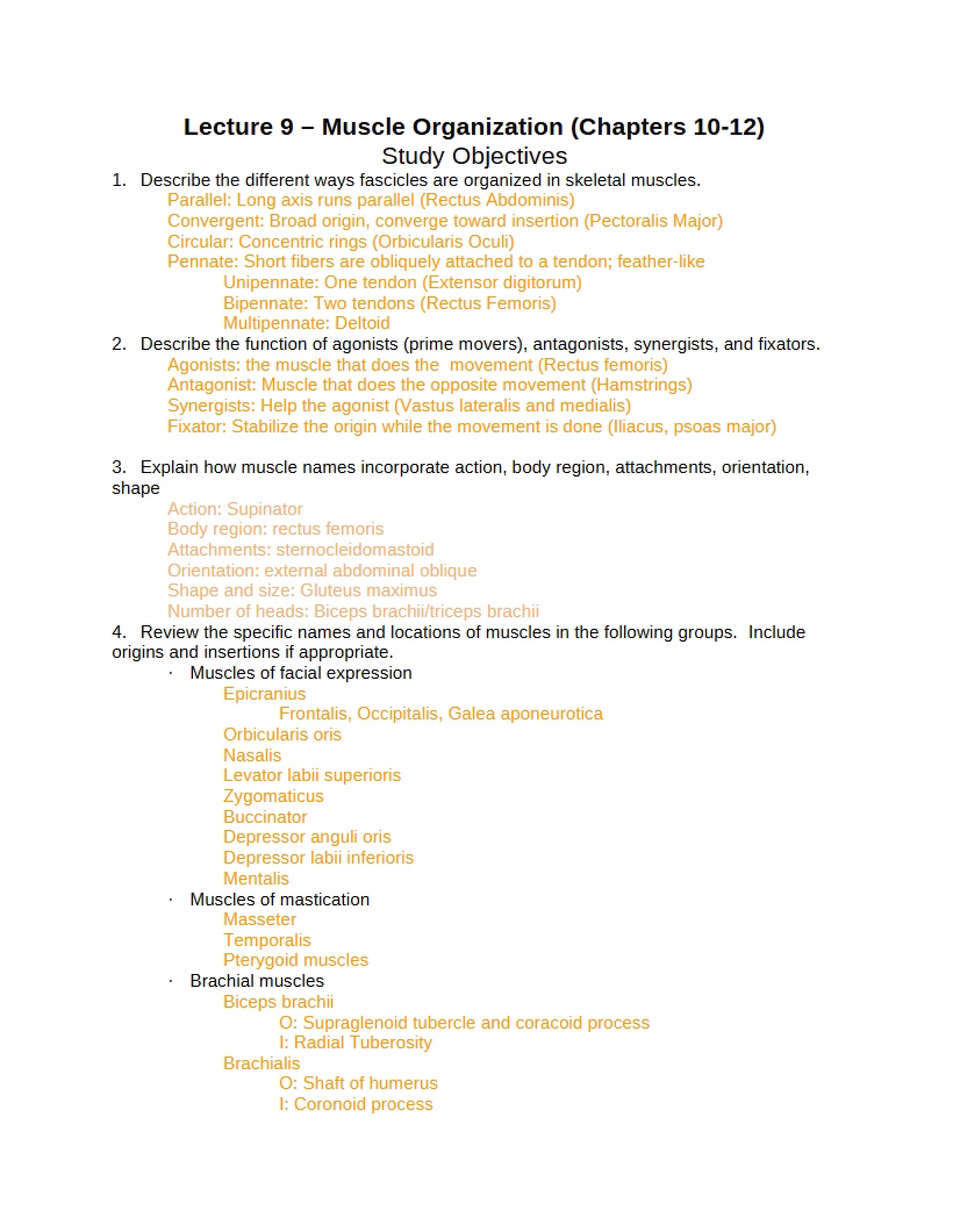 Muscle Organization - Lecture 9