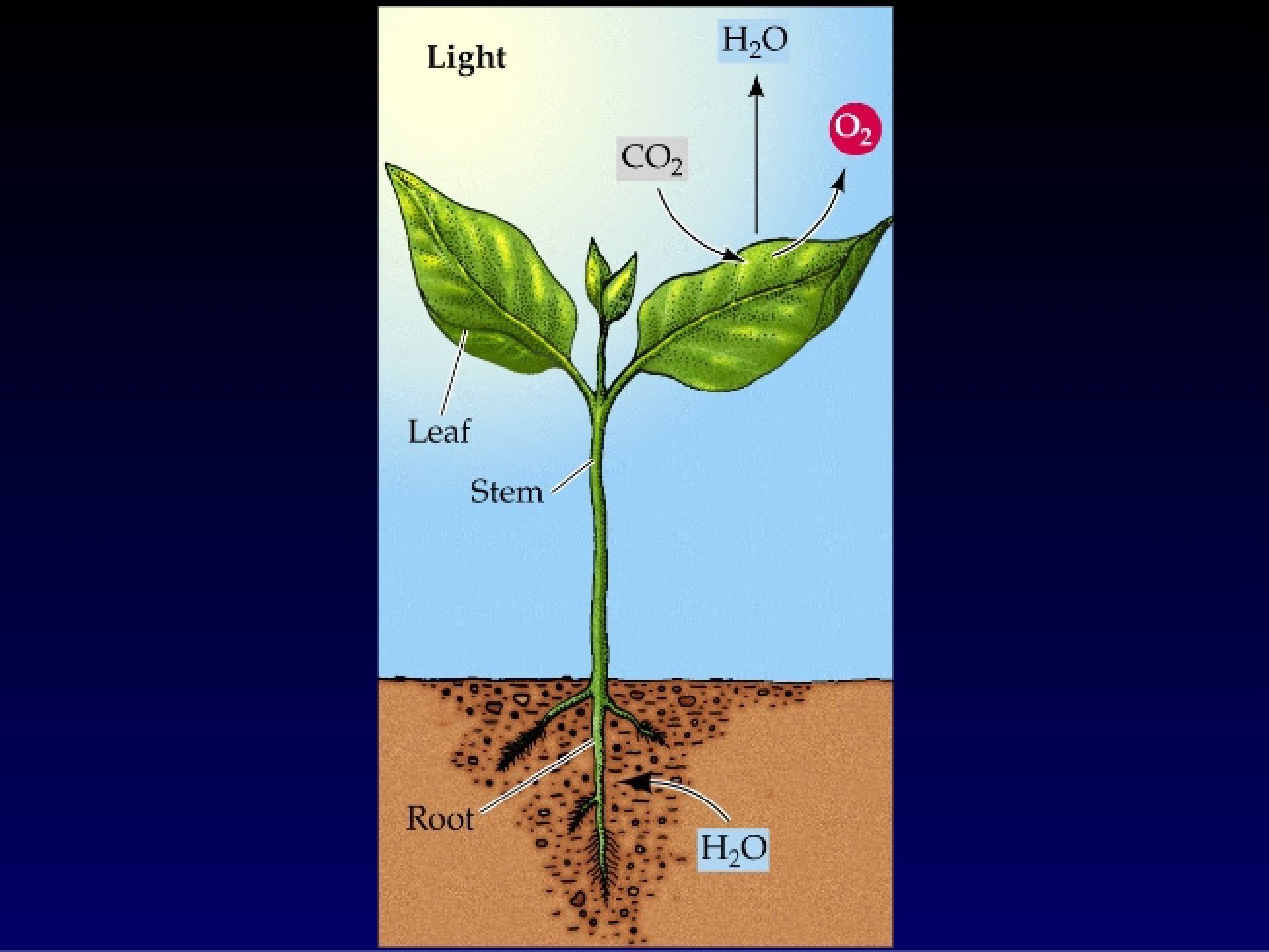 Lecture on the Light-Dependent Reactions of Photosynthesis from Chapter 7