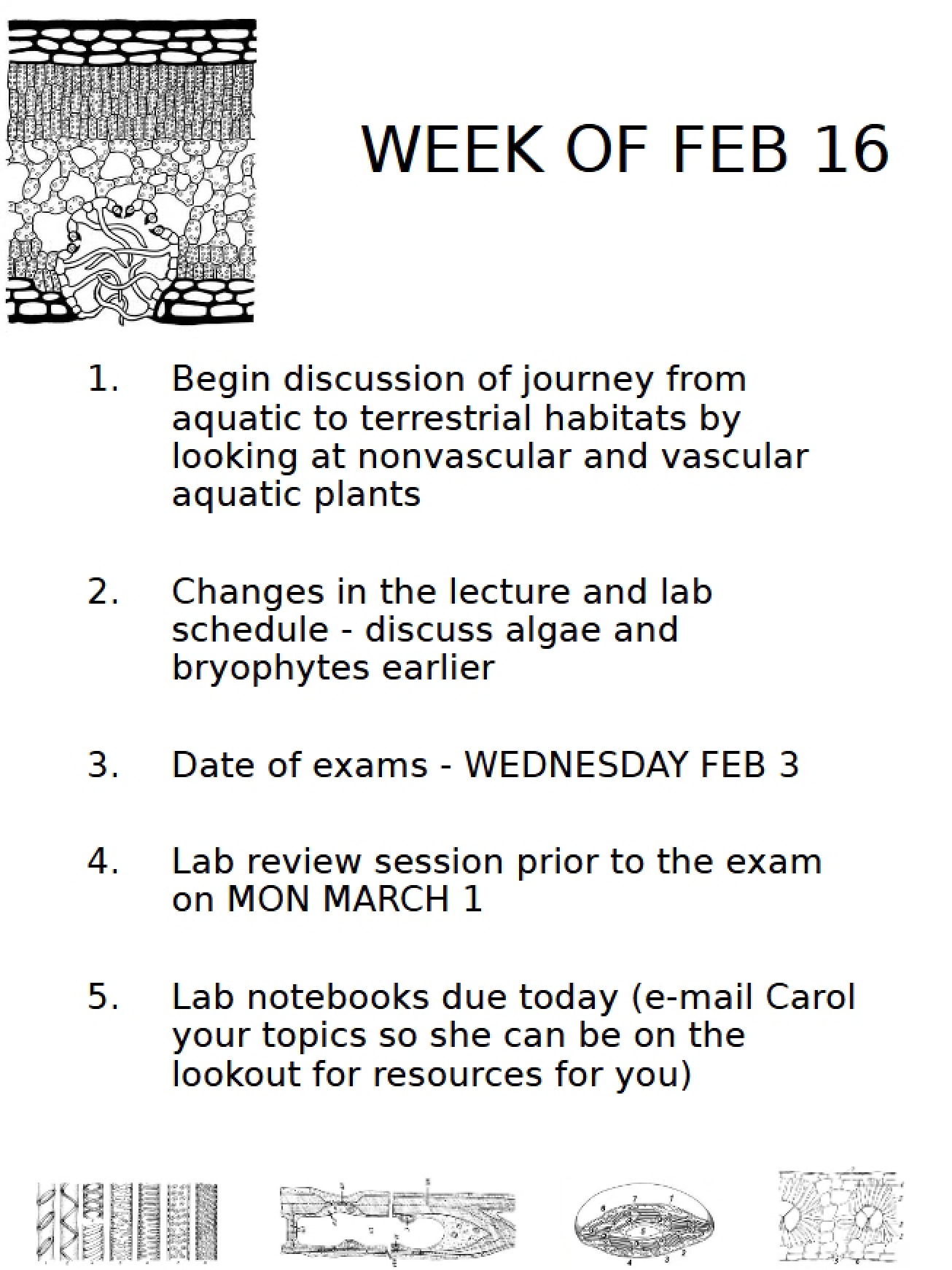 Plant Form and Function Notes