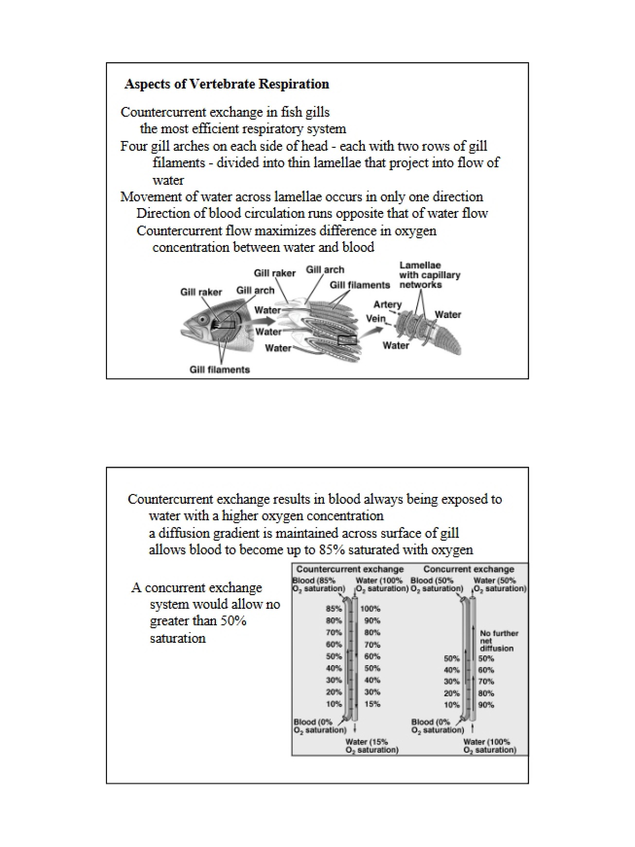 Respiration in Vertebrates