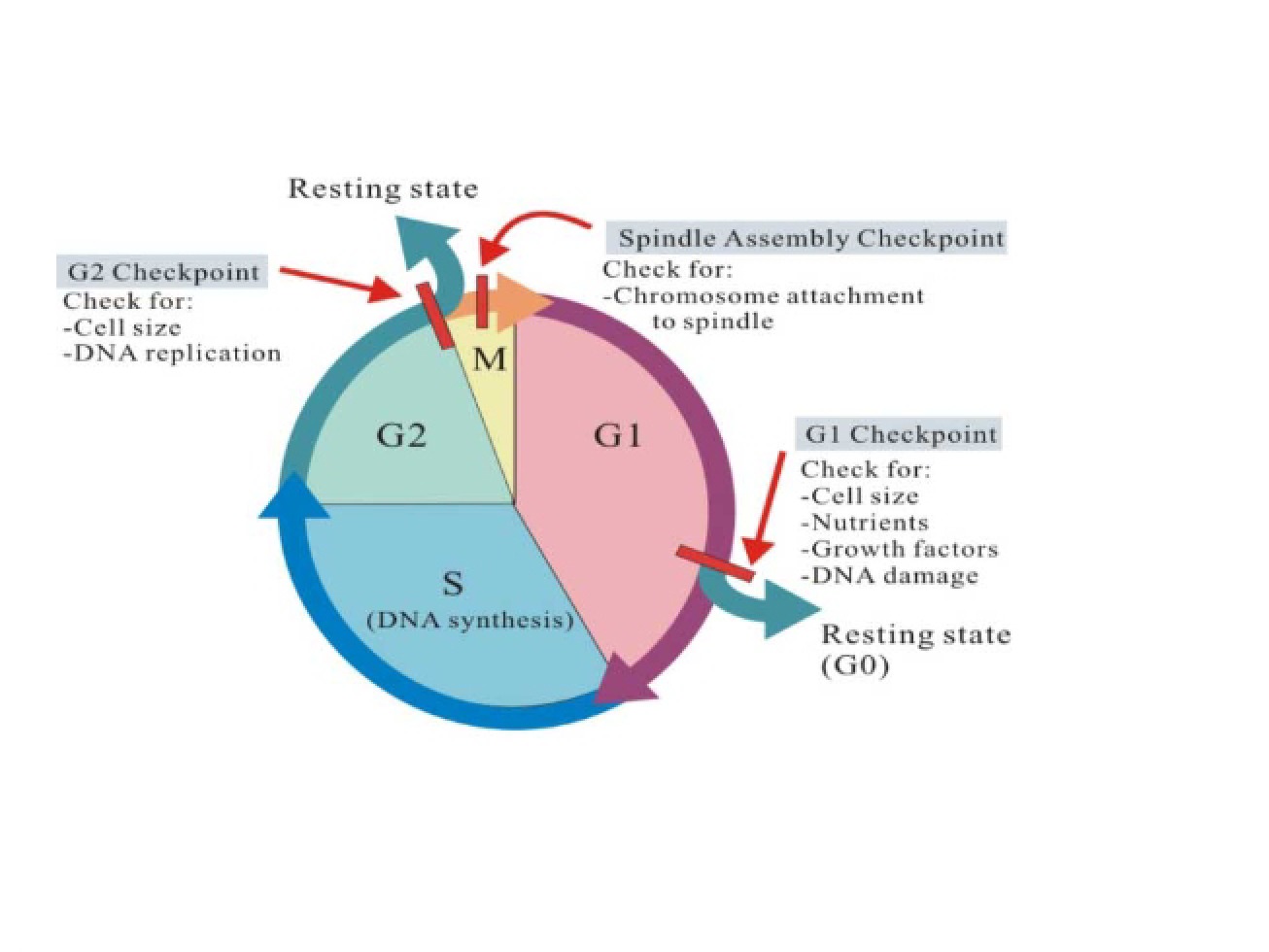 Twenty-First Lecture on Neural Systems