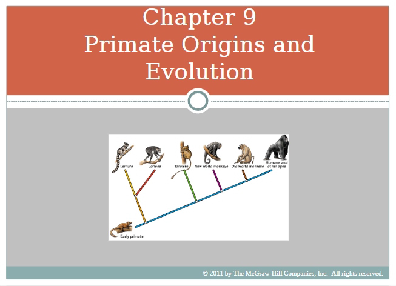 Evolution and Origins of Primates