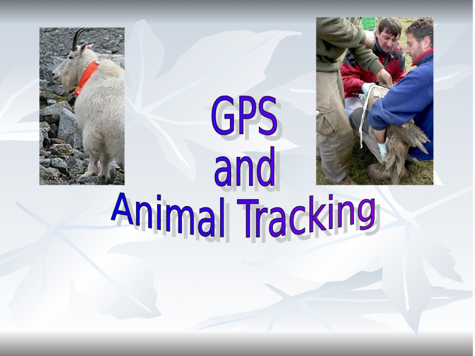 Presentation by Grayce