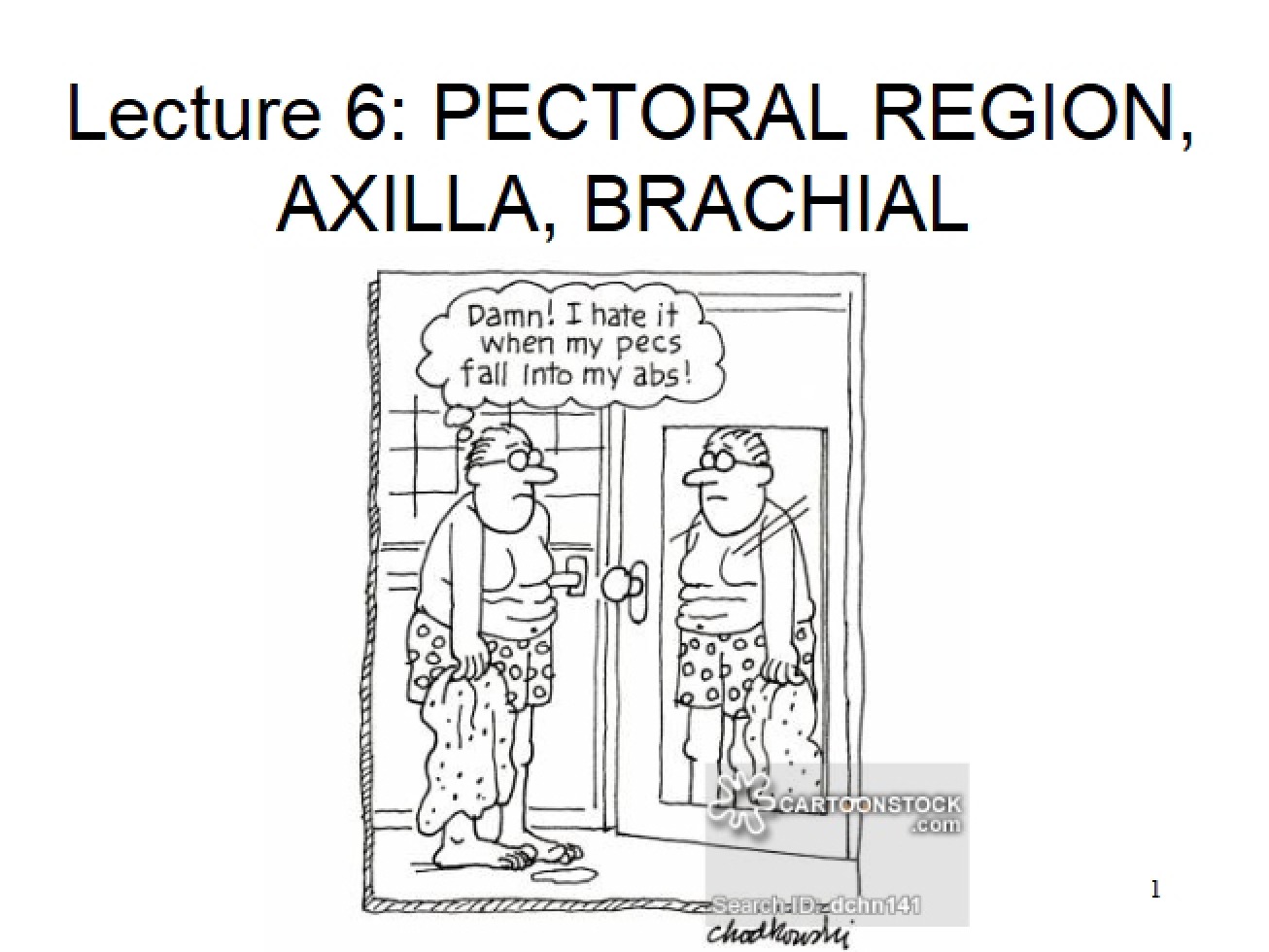 Brachial, Axilla, and Pectoral Regions