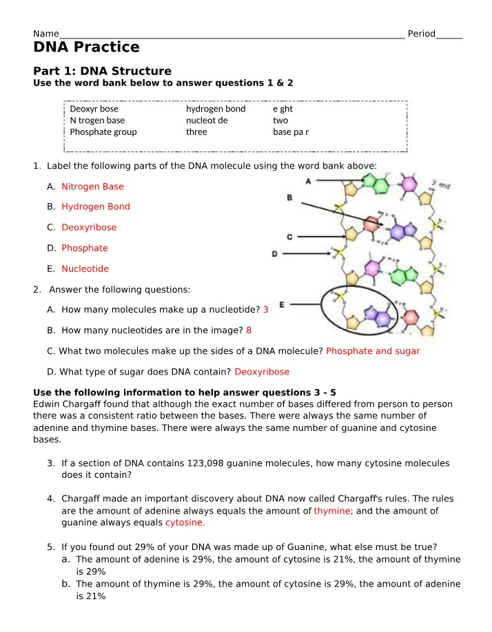 DNA Practice Problems