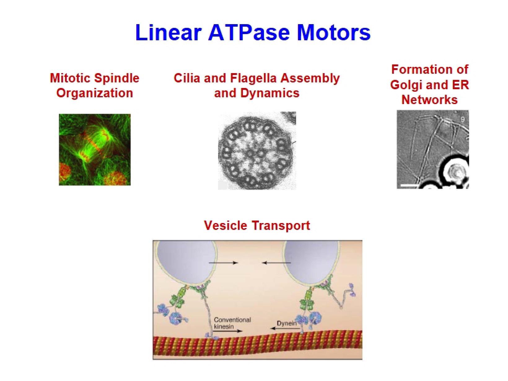ATPase Motors (Linear)
