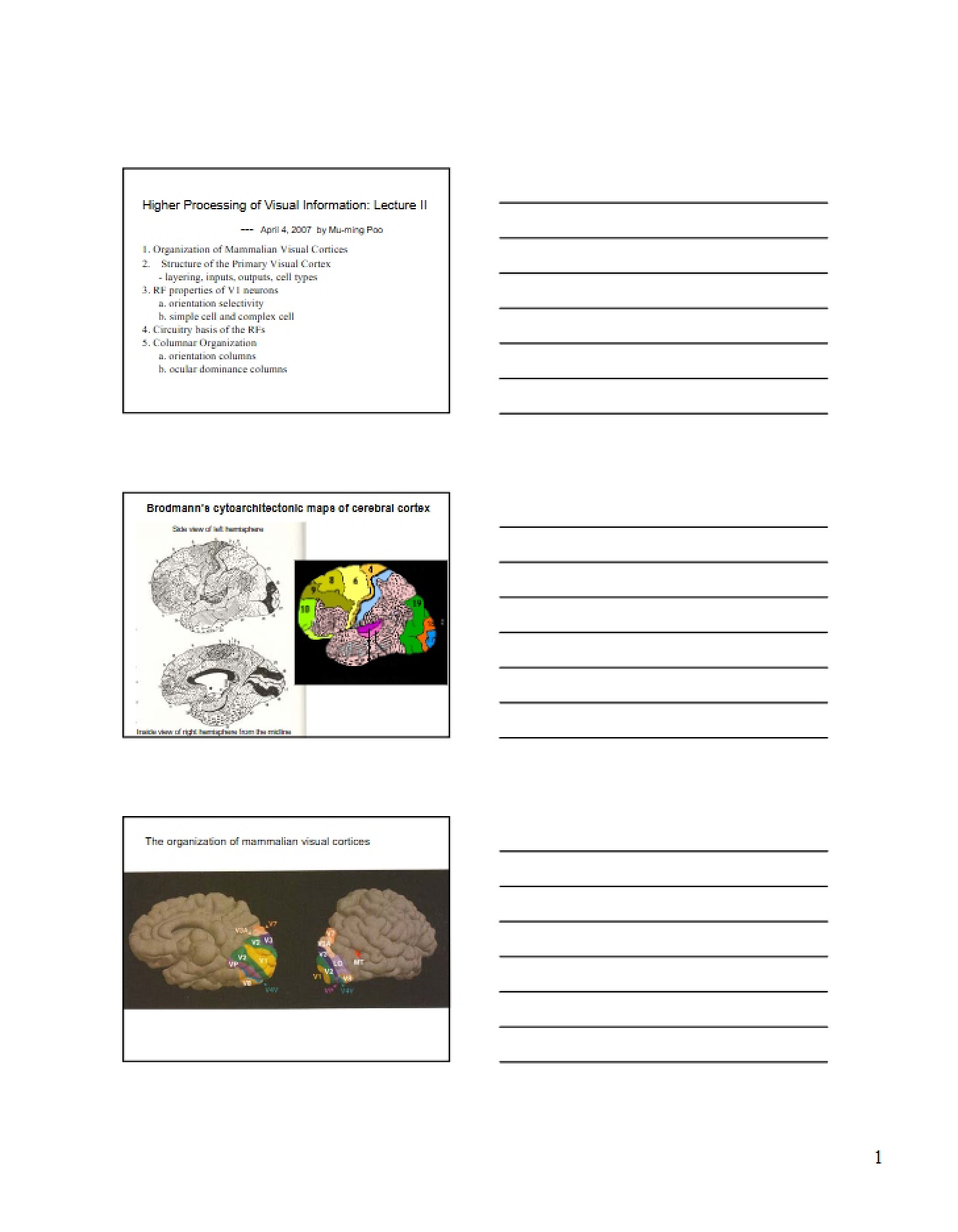Lecture II Higher Processing of Visual Information