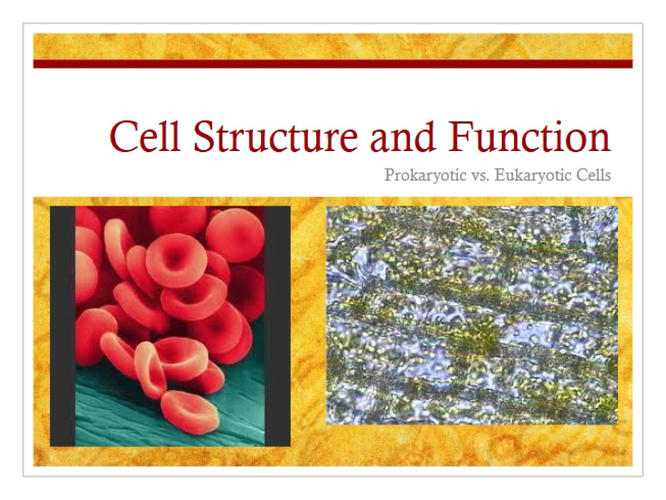 Distinguishing Prokaryotic from Eukaryotic Cells