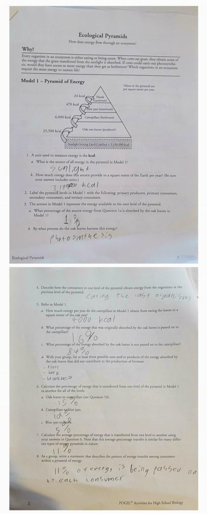 Ecological Pyramids Notes