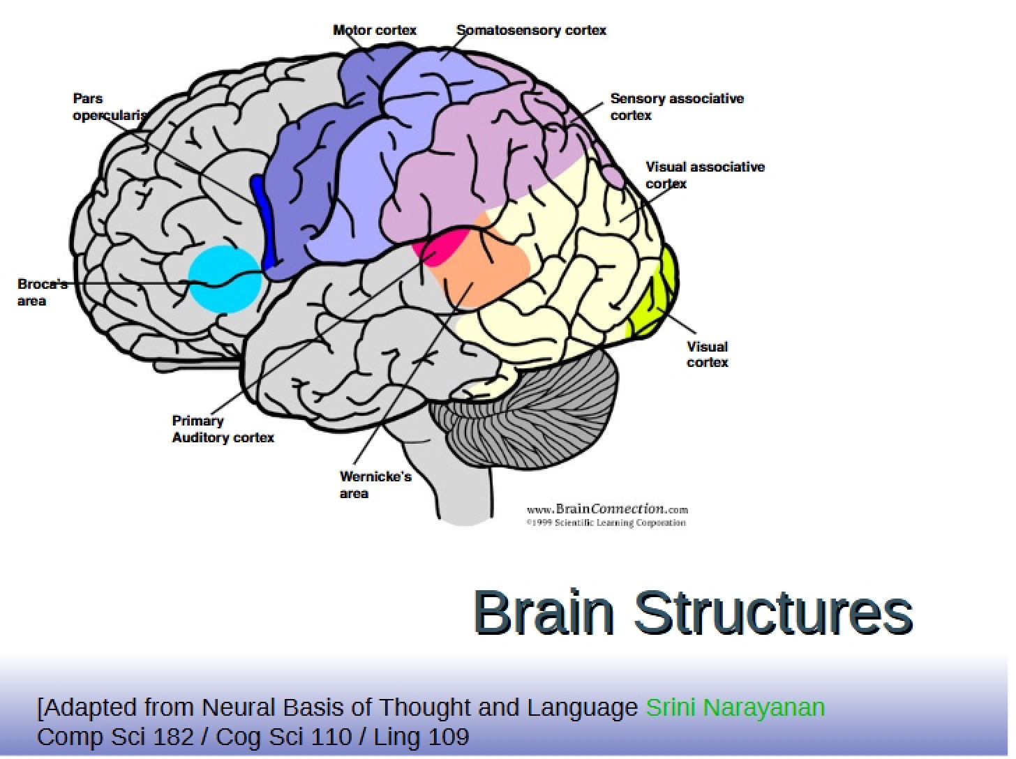 Structure of the Brain