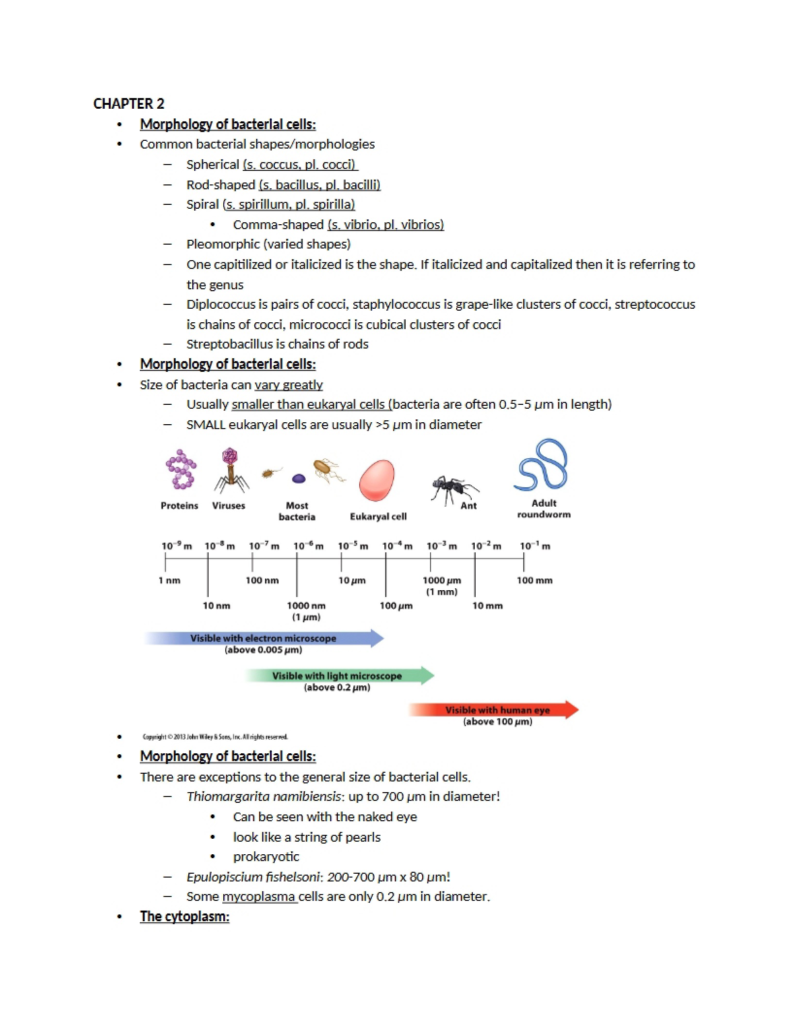 Bacterial Cell Morphology