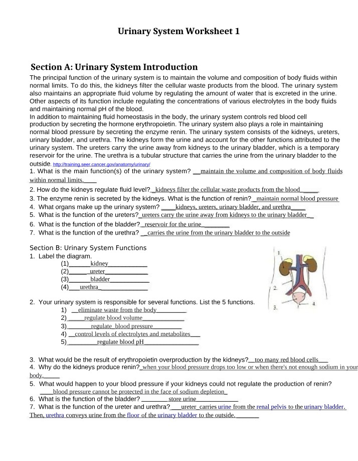 Worksheet 1 for Urinary System