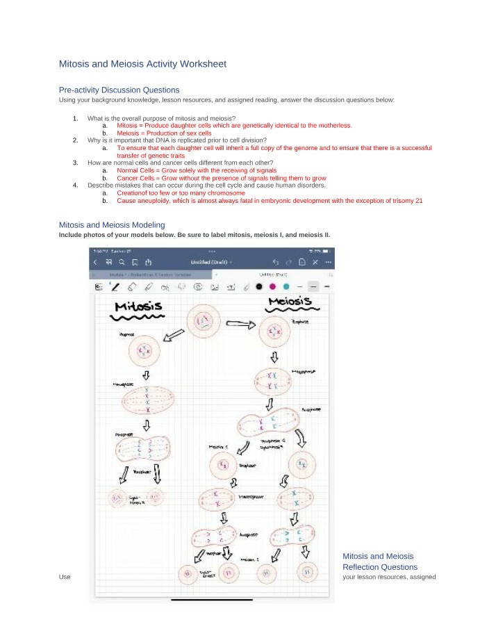 Worksheet - Mitosis and Meiosis Activity