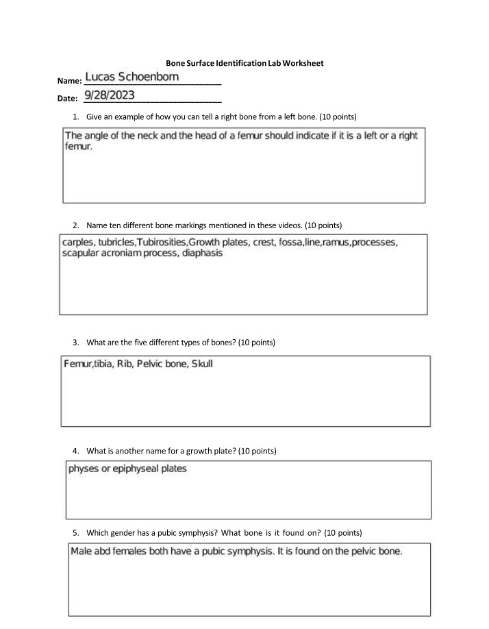 Worksheet for Bone Surface Identification Lab