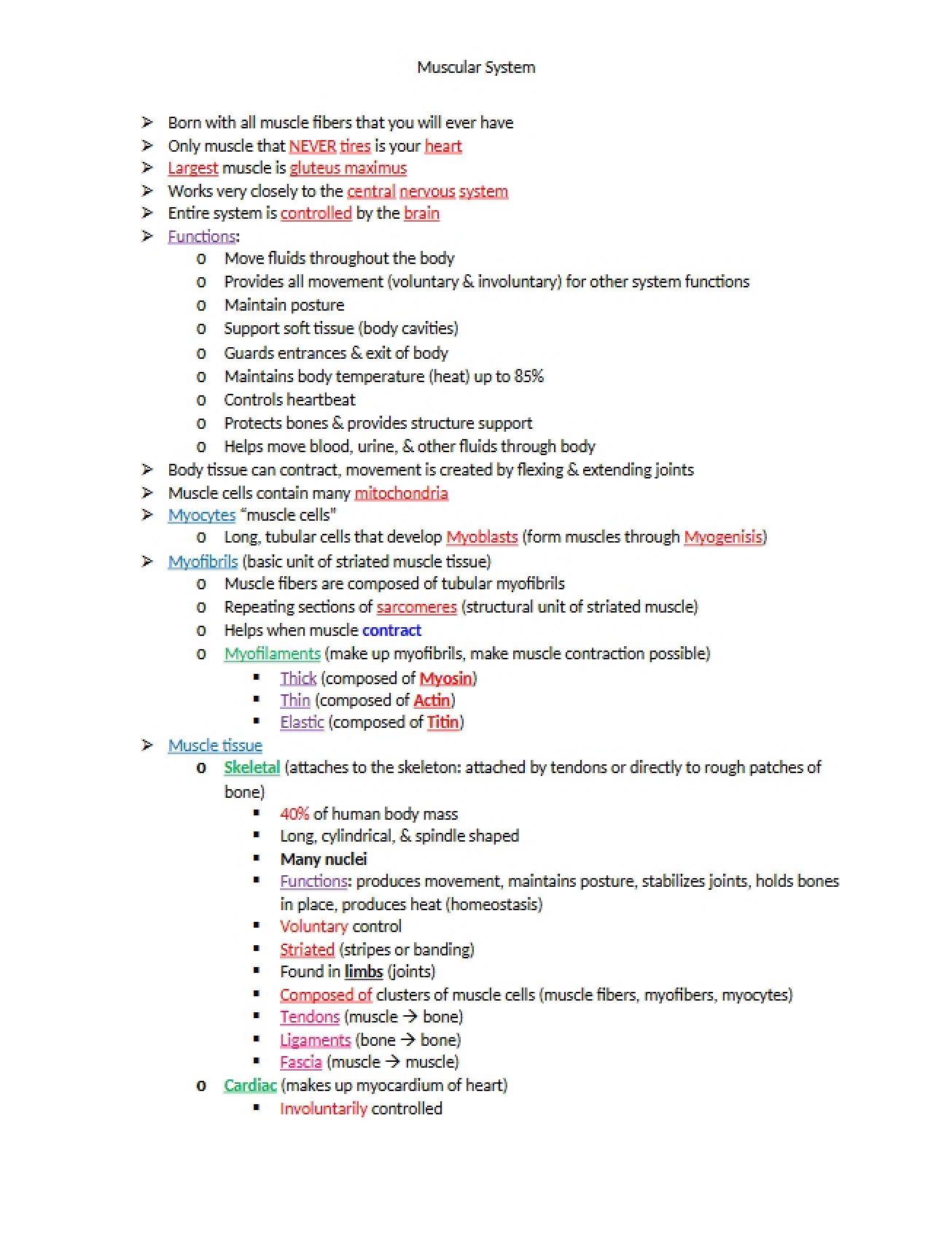 System of Muscles