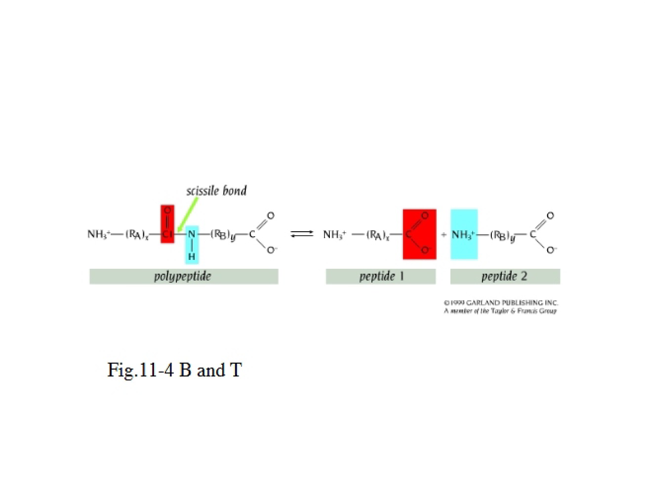 Function of Chymotrypsin