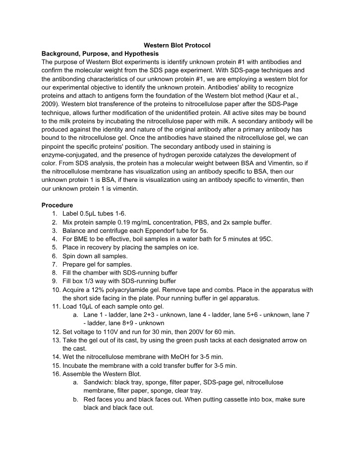 Western Blot Protocol for Identifying Unknown Protein #1