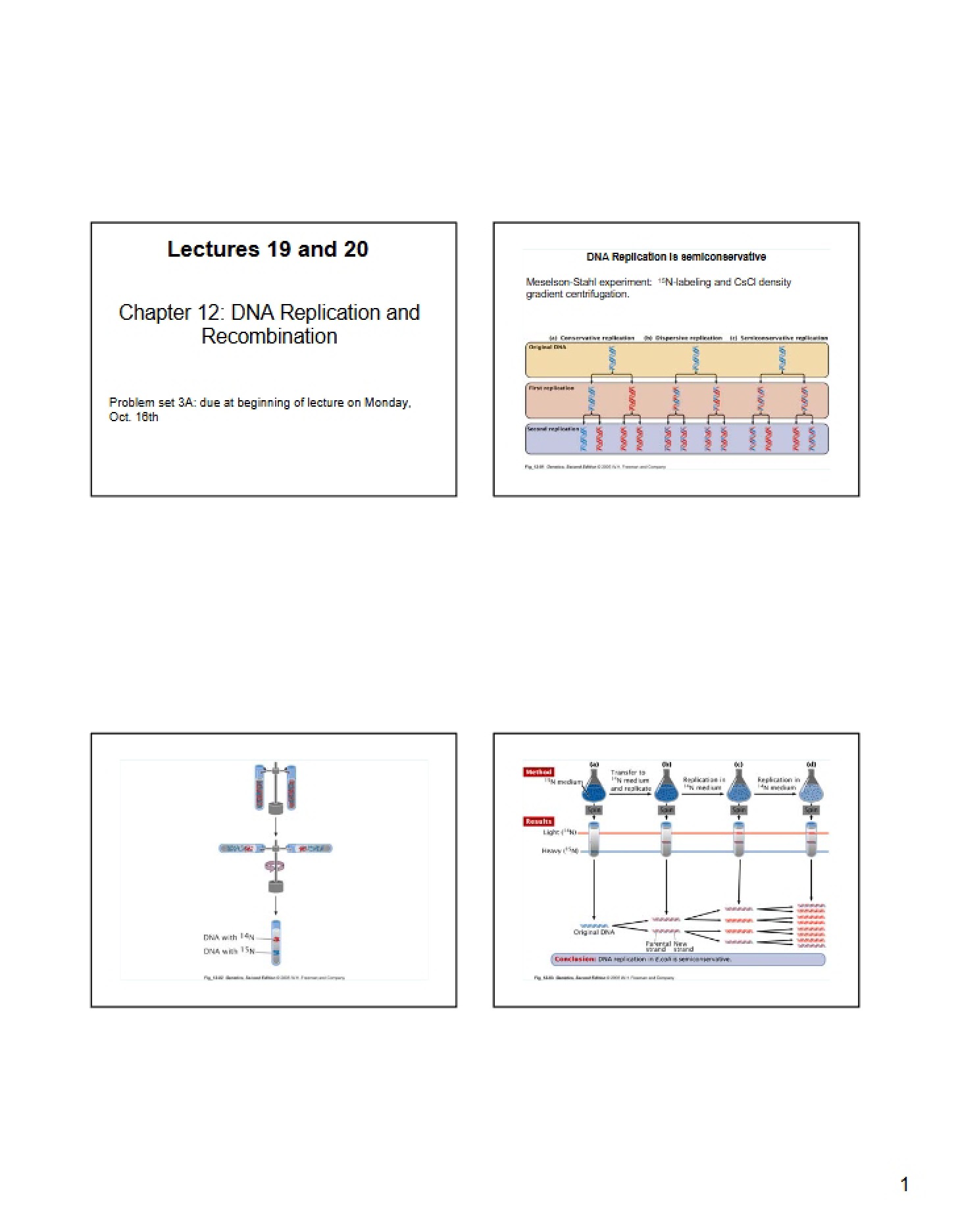 Recombination and Replication of DNA