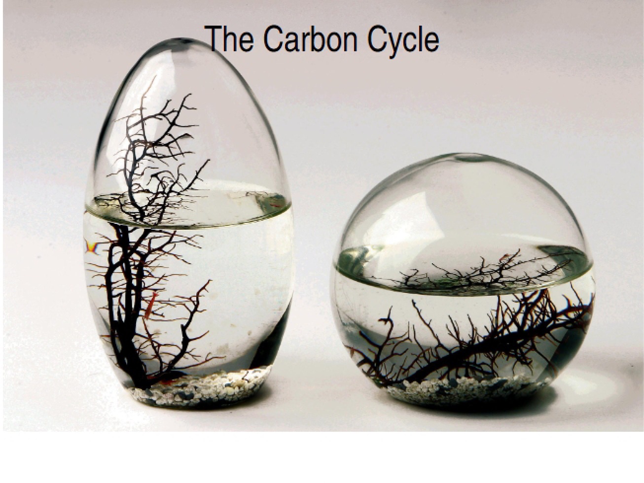 Cycle of Carbon