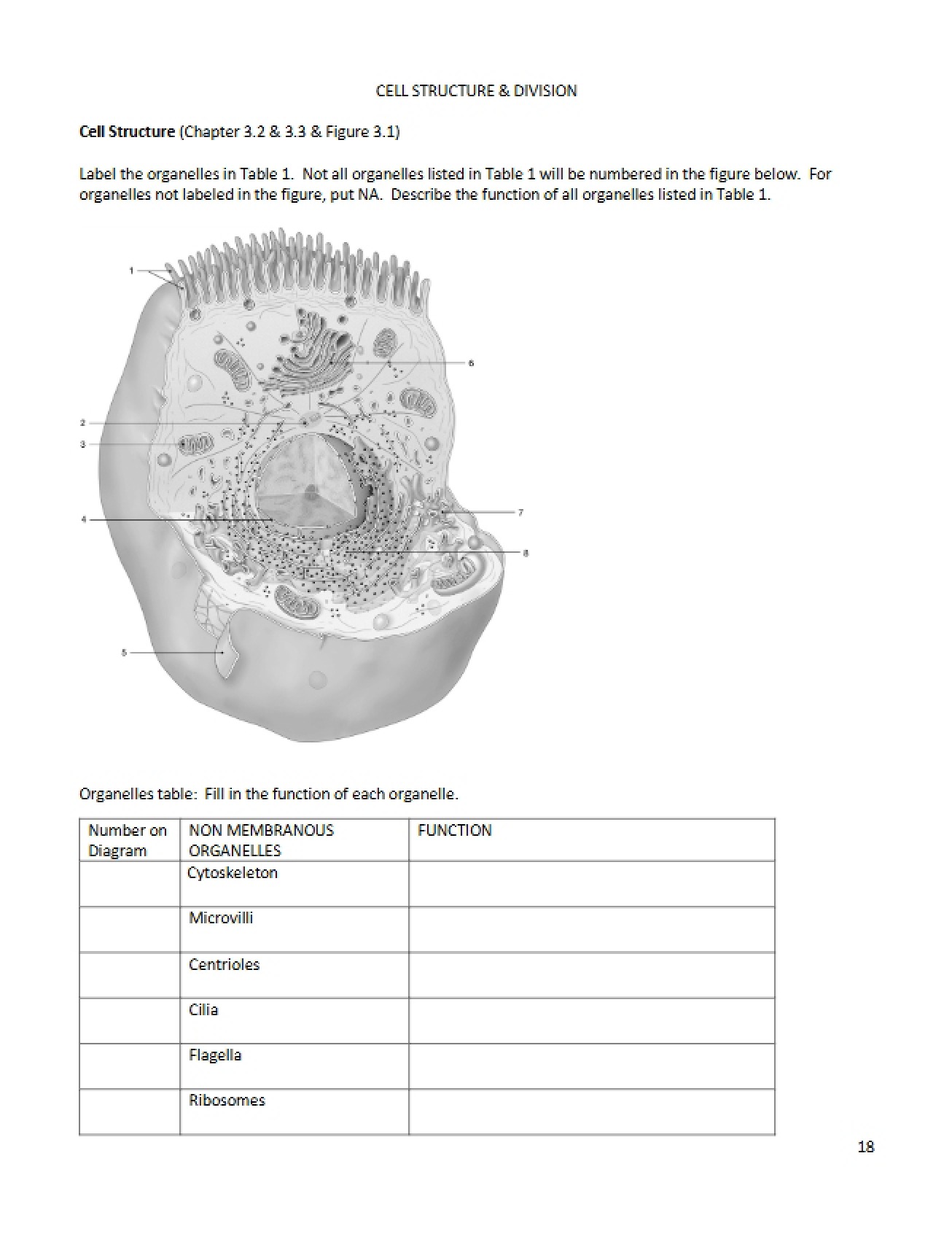 Laboratory on Cell Structure and Division