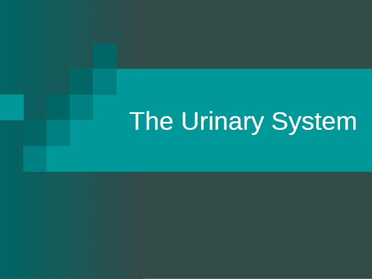 Overview of the Human Urinary System