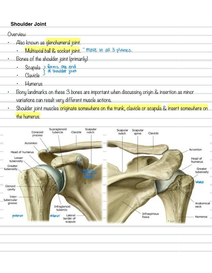 Shoulder Joint - Anatomy, Stability, and Movements