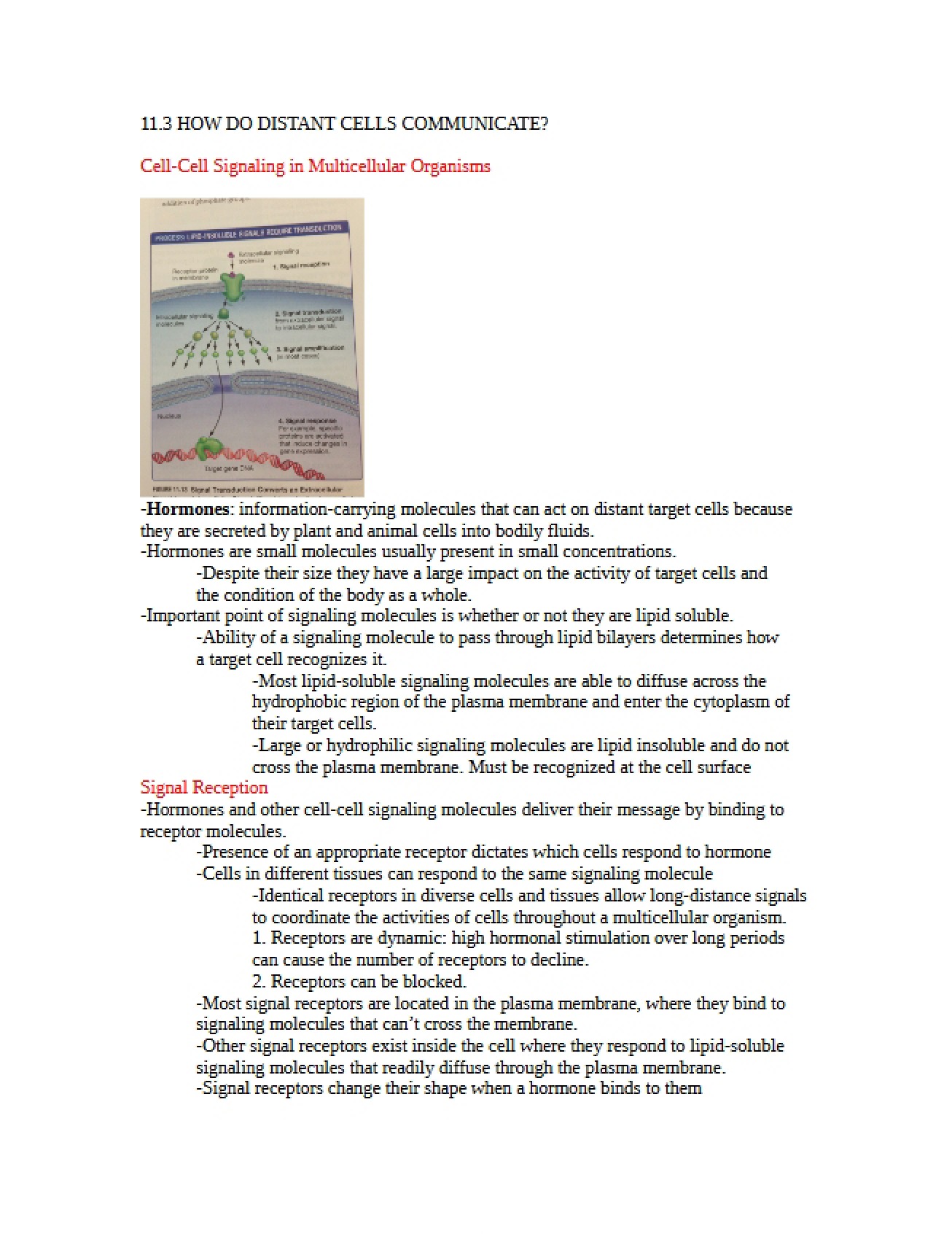 Biology Section 11.3