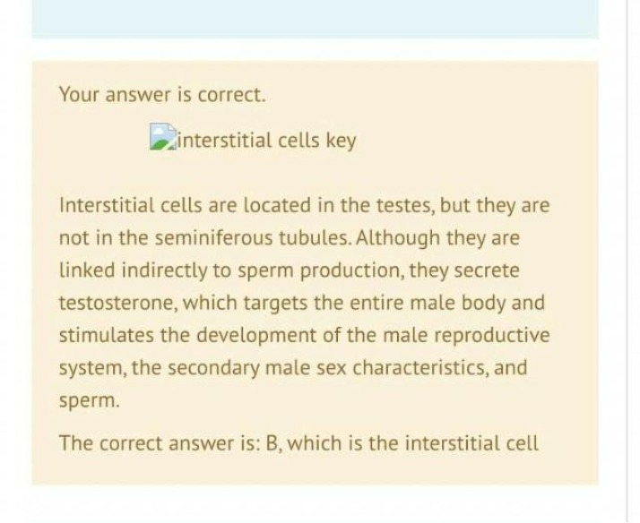 BIO30 - Interstitial Cells Key