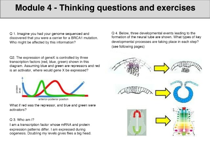 Module 4 Exercises and Thinking Questions
