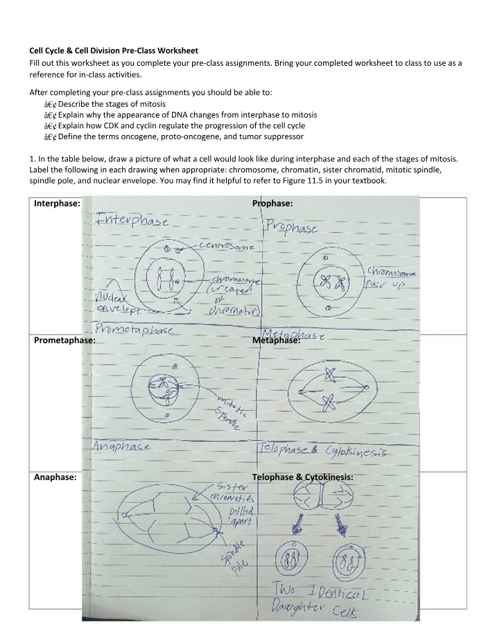 Cell Cycle and Cell Division Worksheet - Week 10b