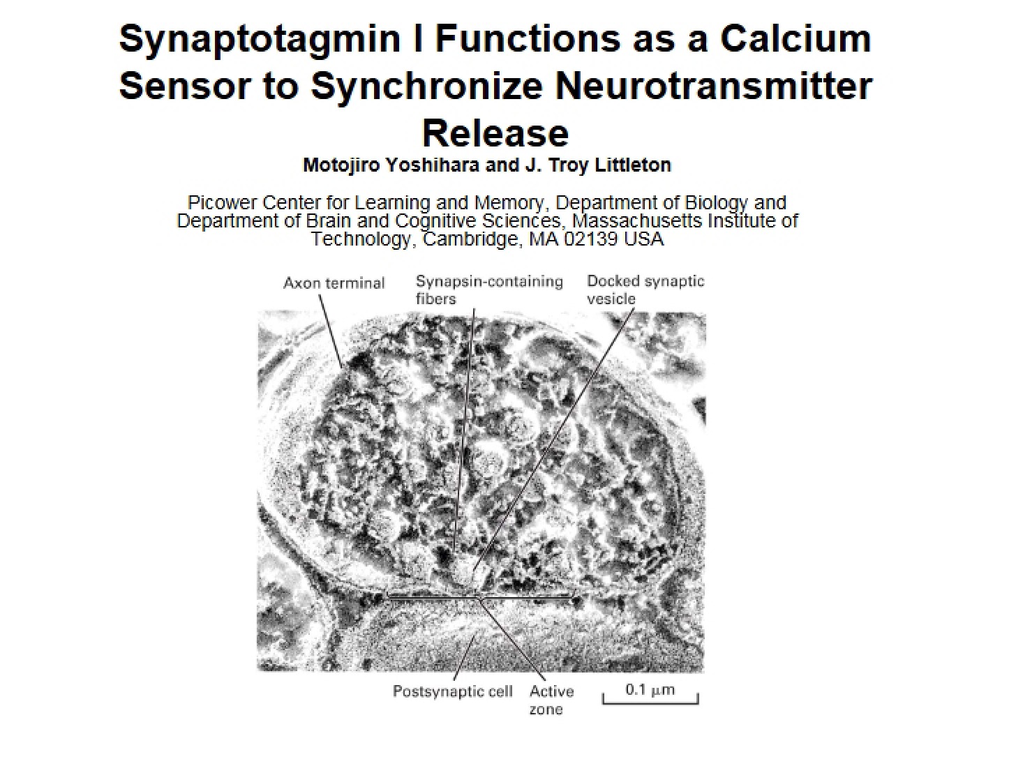 Neurotransmitter Release Synchronization Synaptotagmin I as a Calcium Sensor