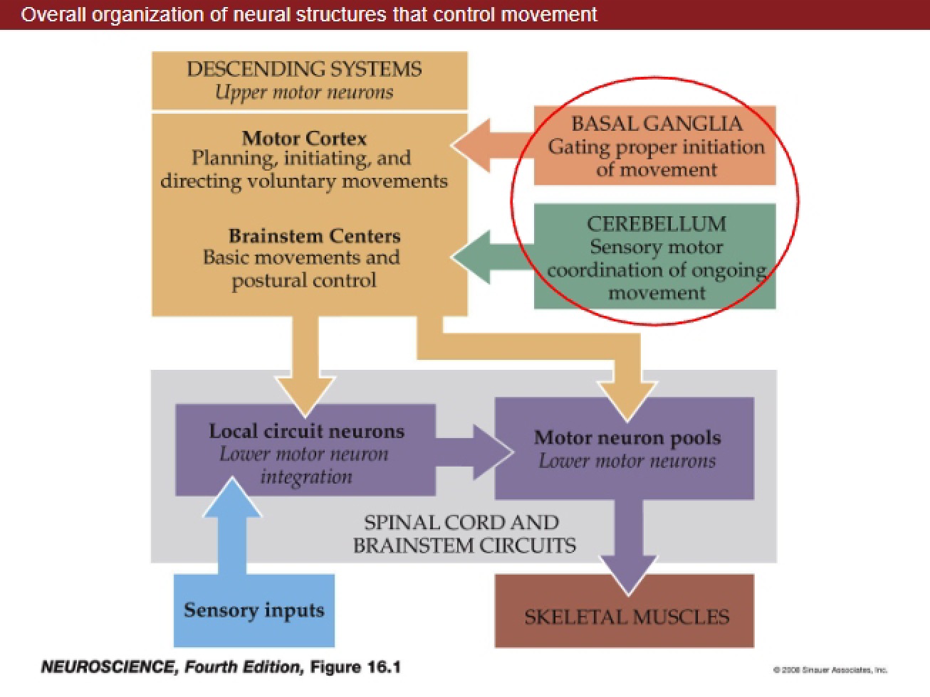 Cerebellum and Basal Ganglia (14)