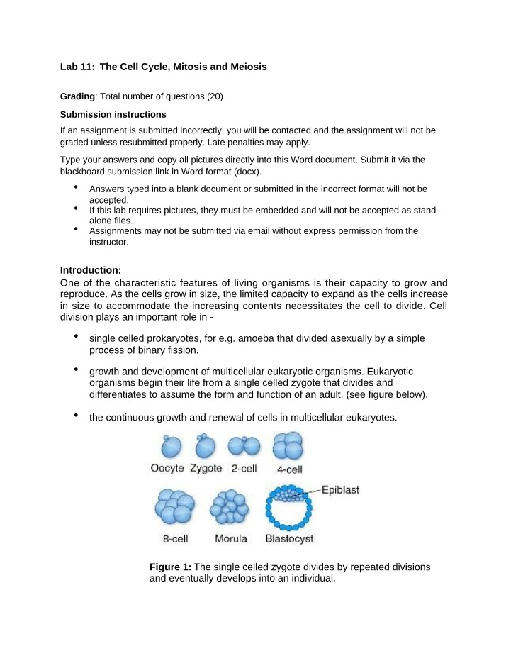 Lab 11 - Mitosis, Meiosis, and the Cell Cycle