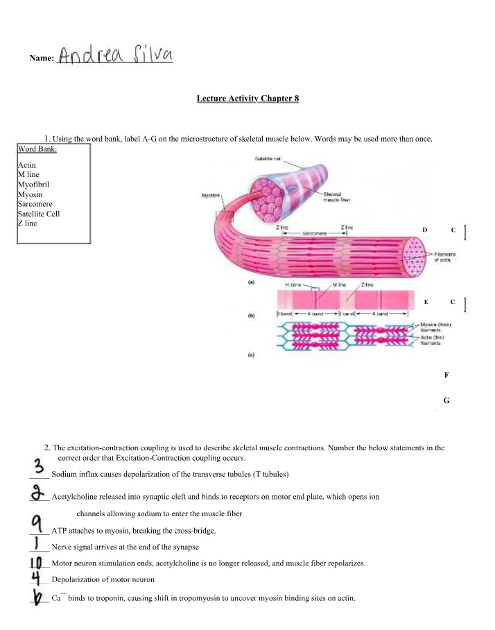 Understanding the Microstructure of Skeletal Muscle