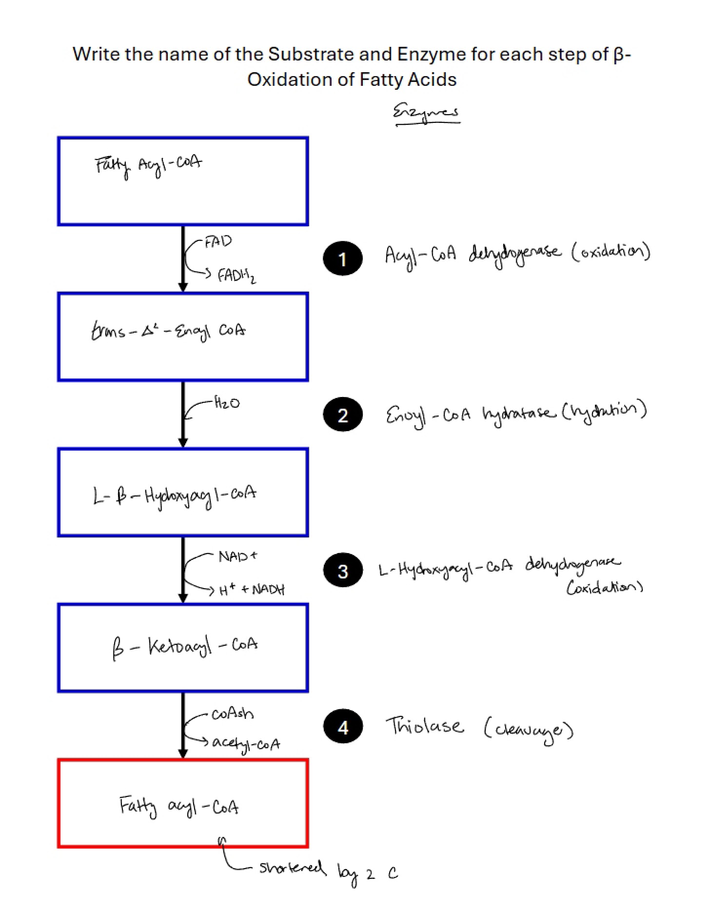 Cycle of Beta-Oxidation in Fatty Acid Metabolism