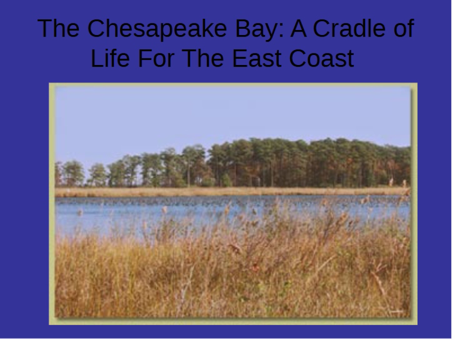 Chesapeake Bay East Coast's Cradle of Life