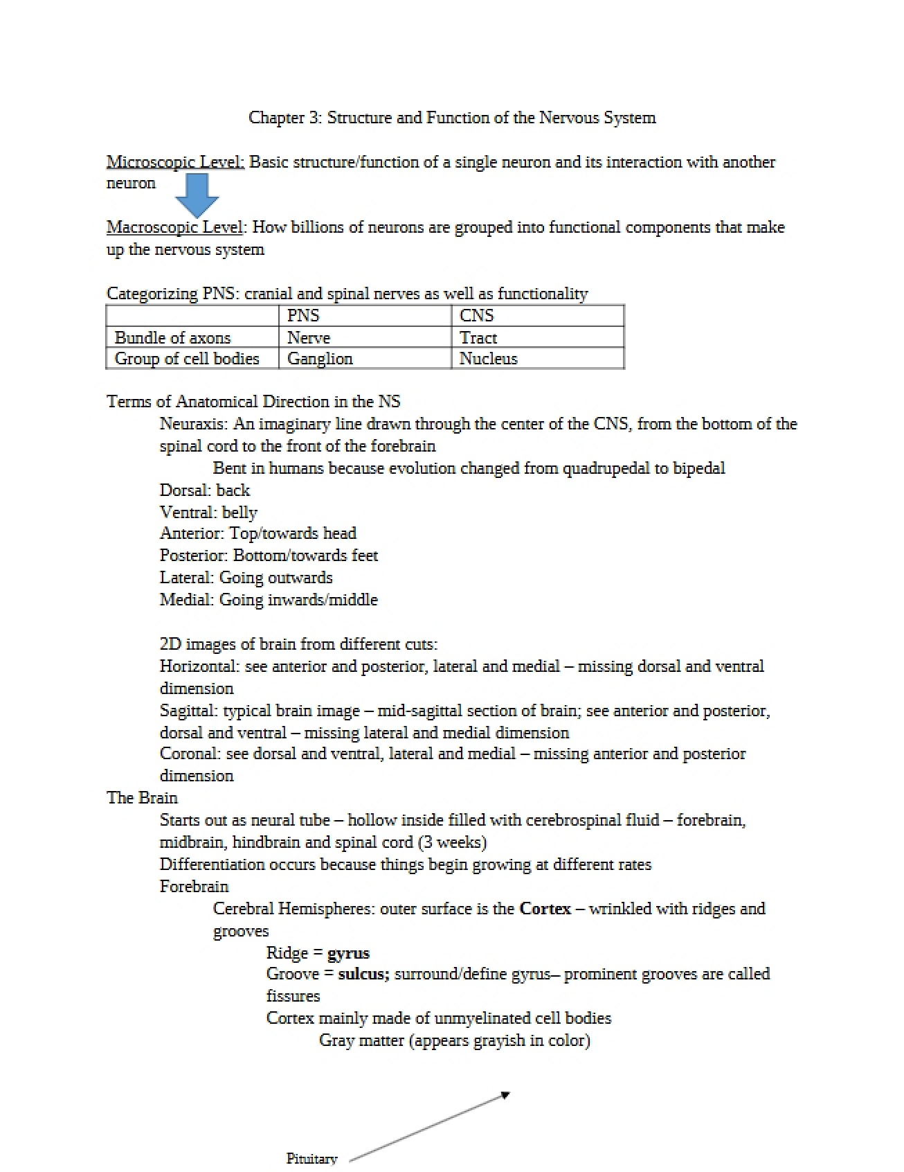 Nervous System Structure and Function Chapter Three