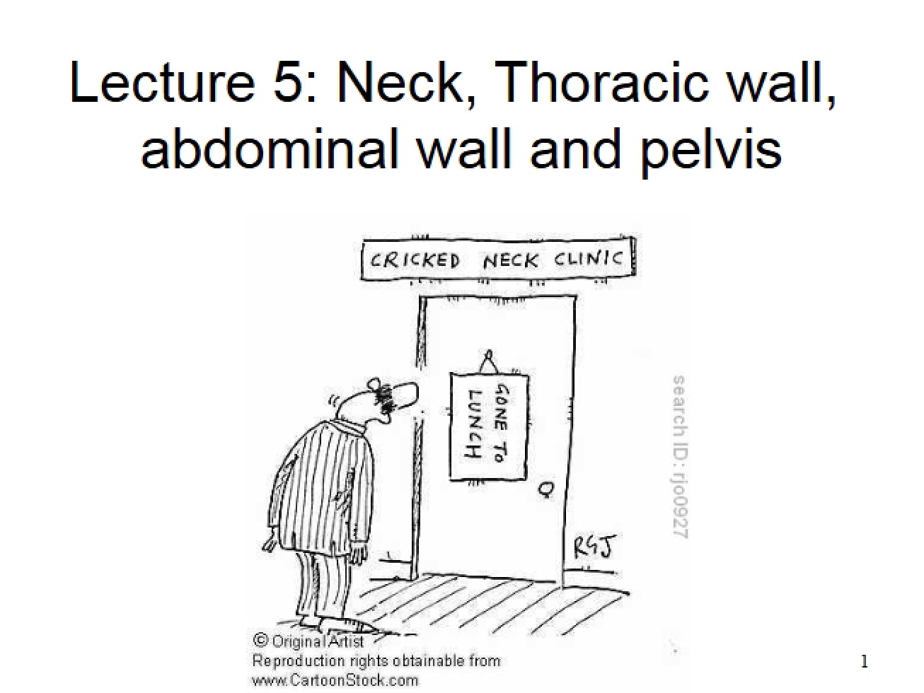 Lecture Five Anatomy