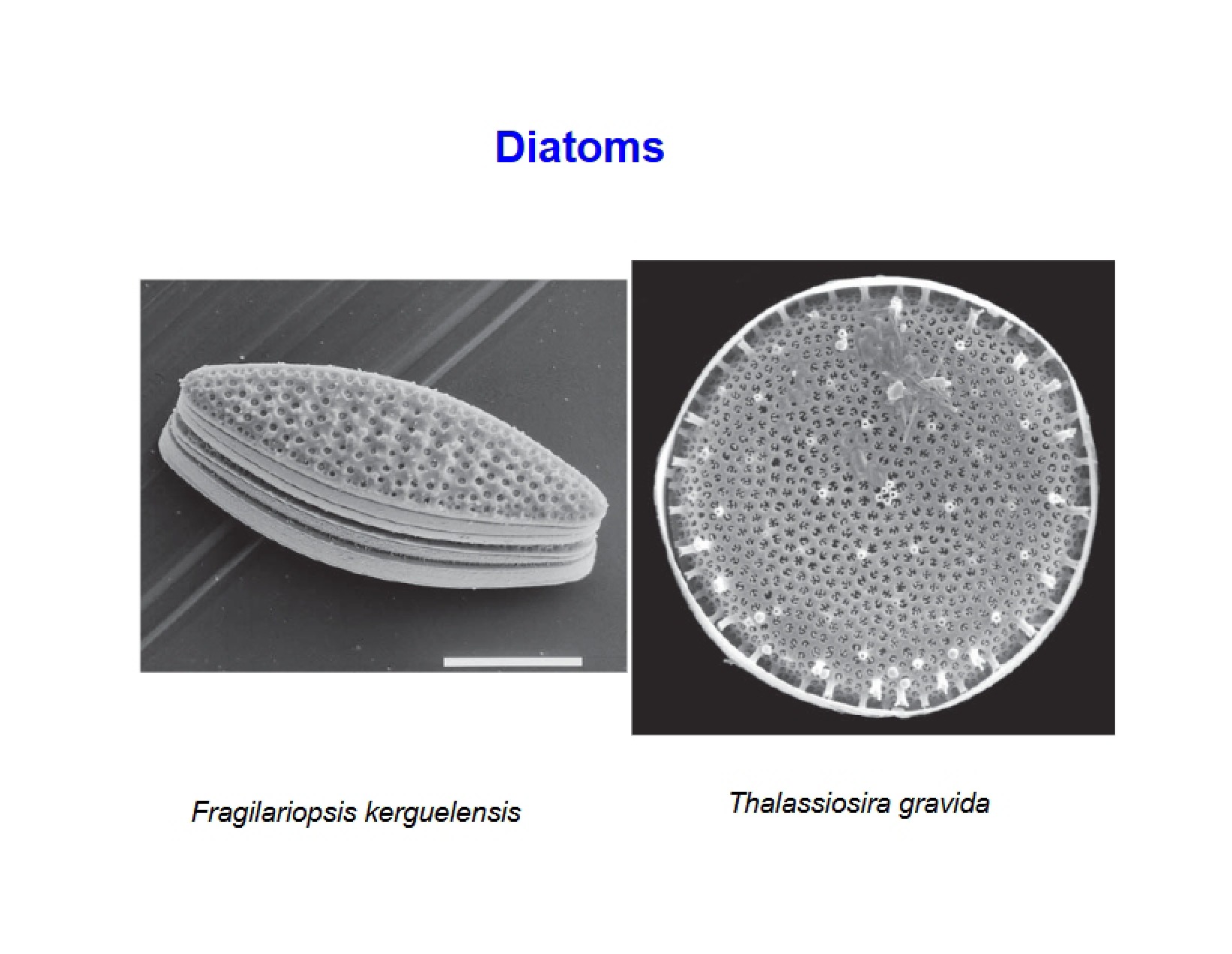 Diatom Studies