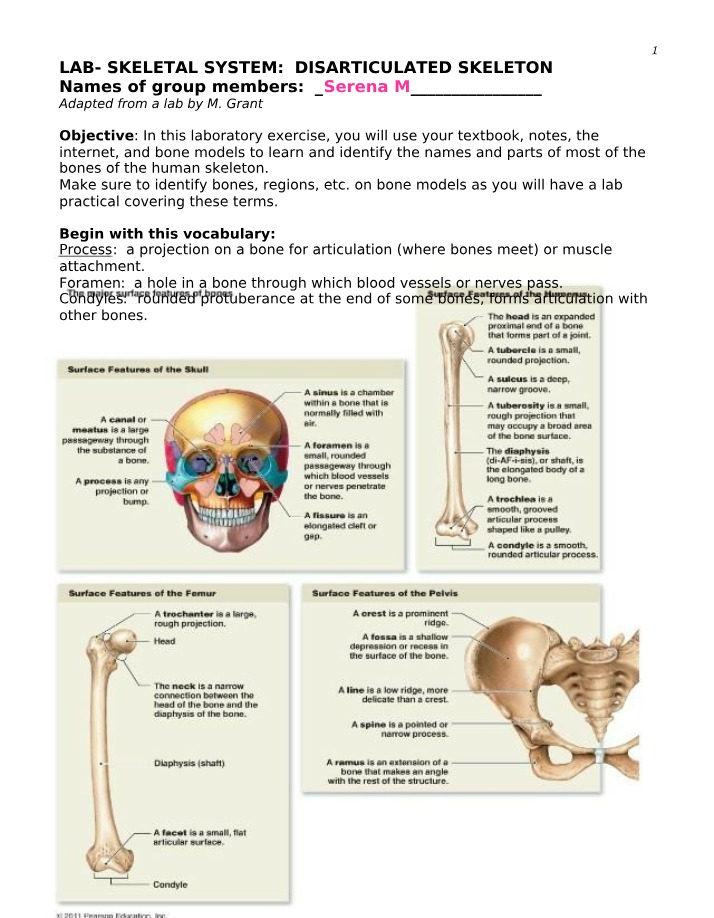 Disarticulated Skeleton - Skeletal System Lab