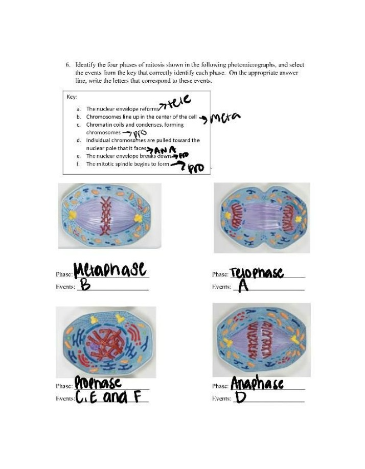 Phases of Mitosis Identification