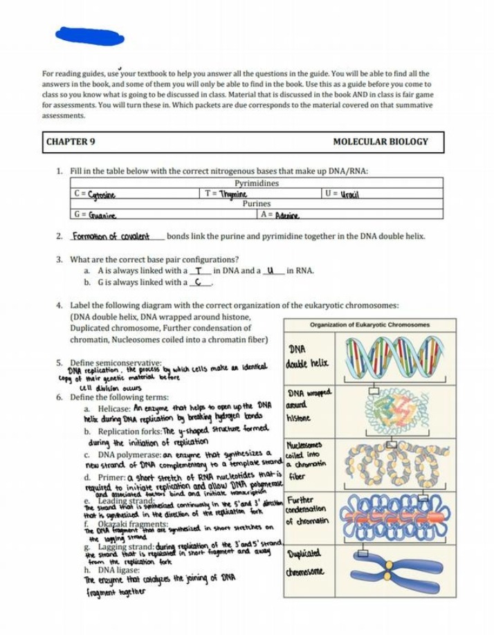 Molecular Biology Study Guide - DNA-RNA Bases, Chromosome