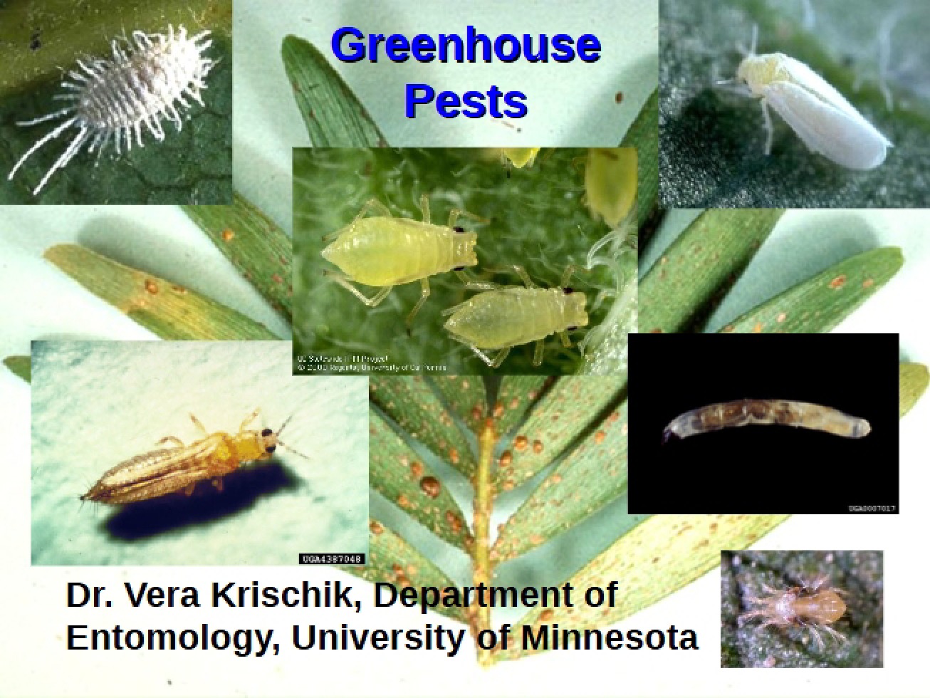 Pests in Greenhouses