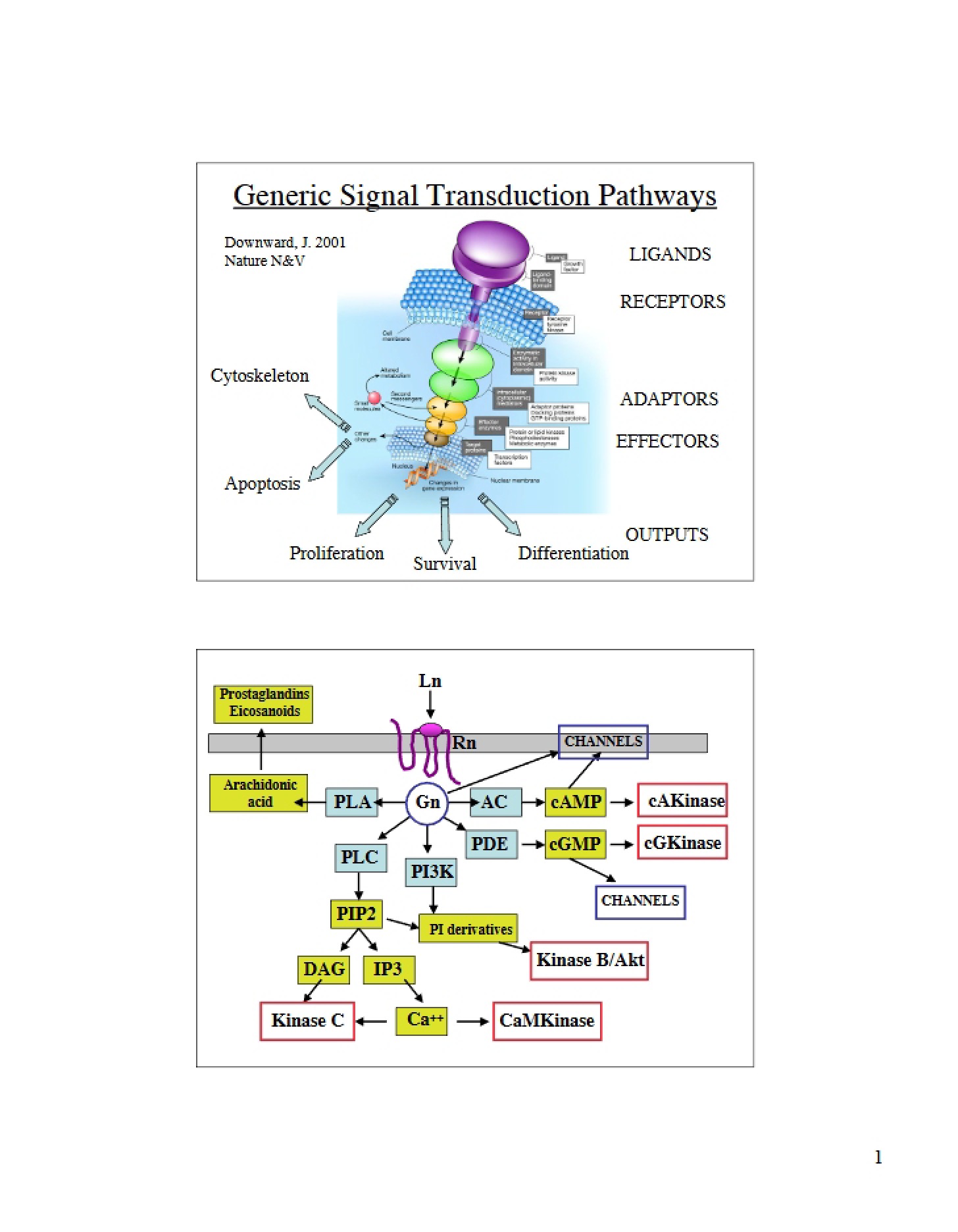 Signal Transduction Pathways Generic