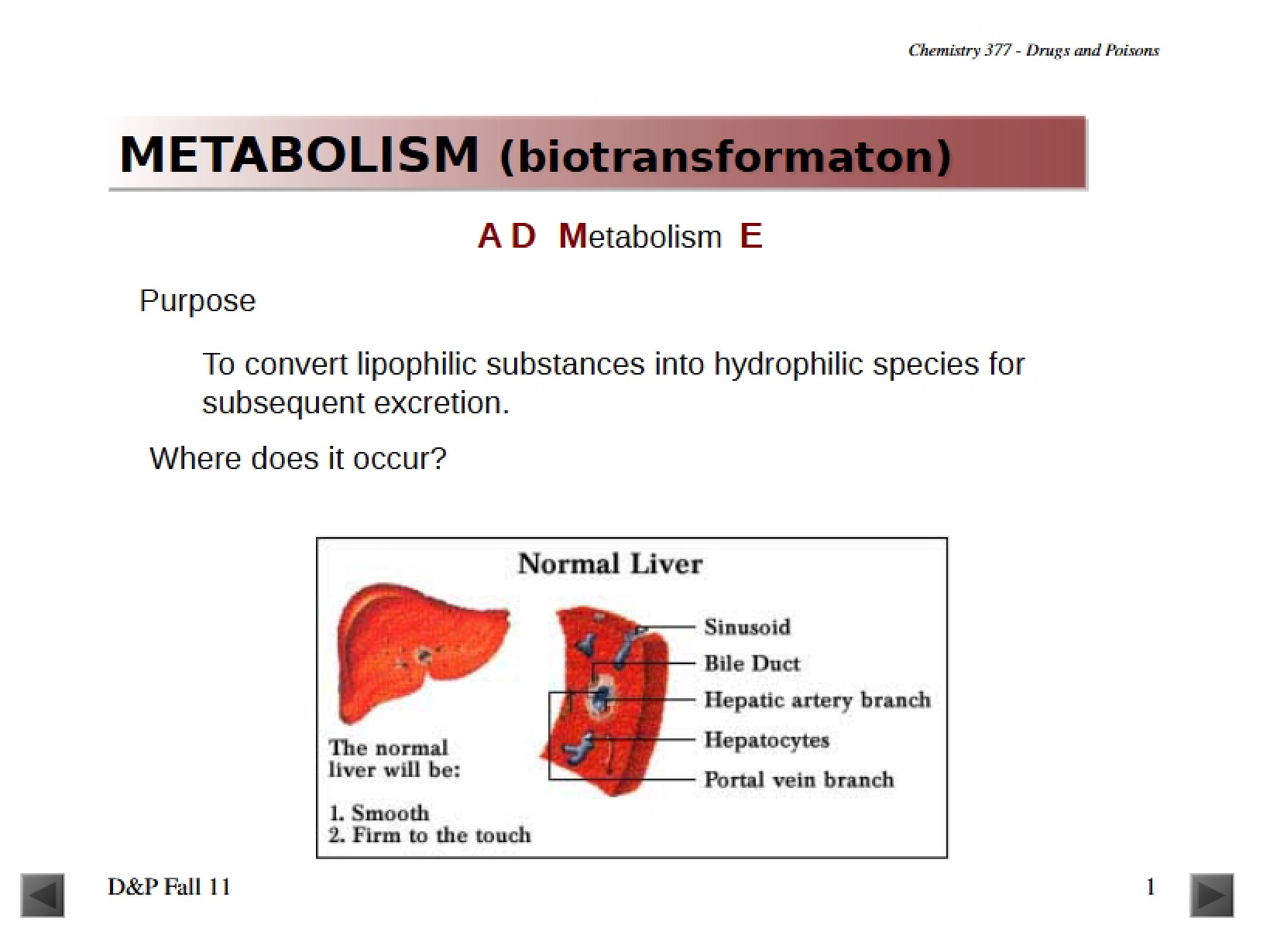 Drug Metabolism Overview
