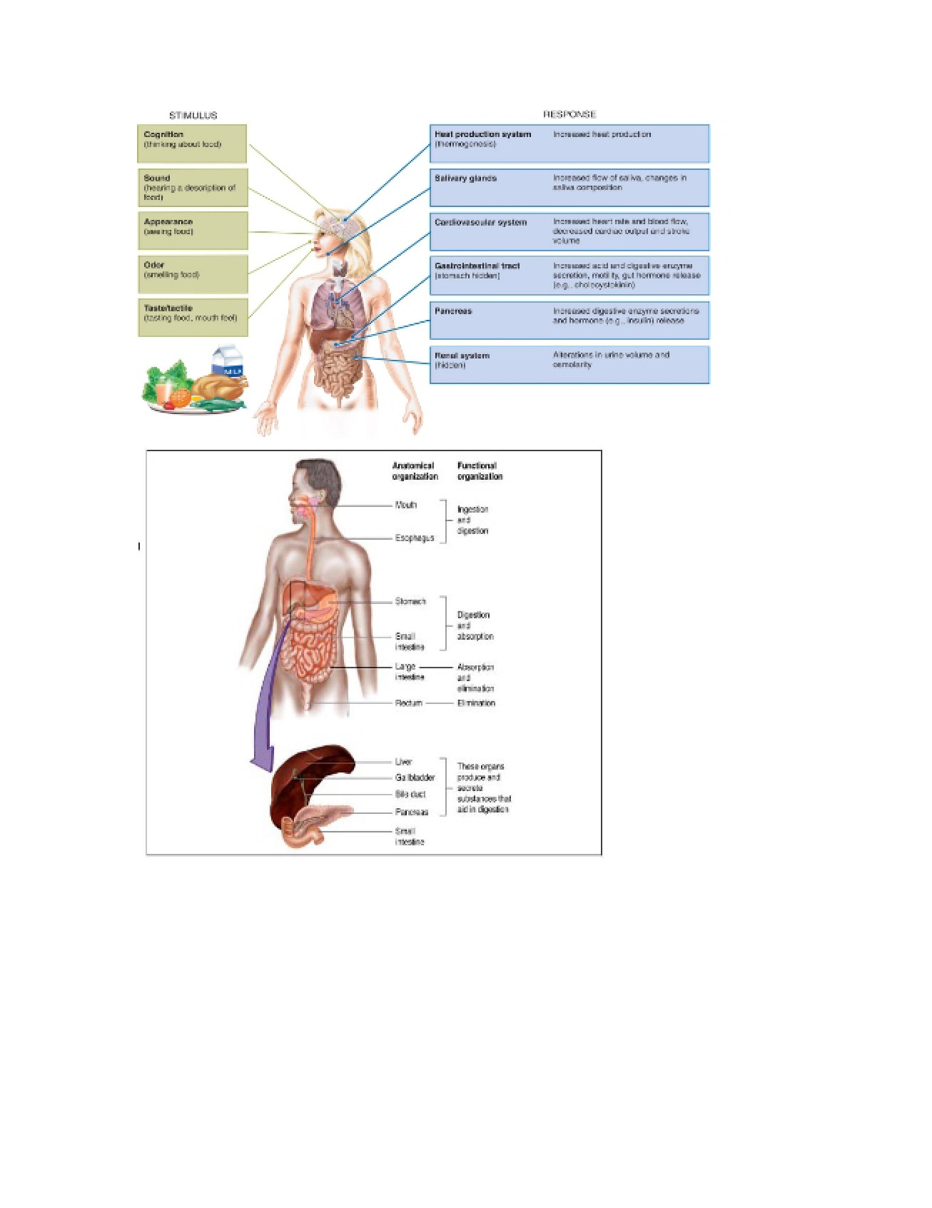 Nutrition Class Notes