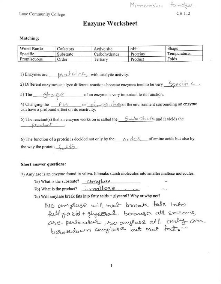 Worksheet on Enzymes