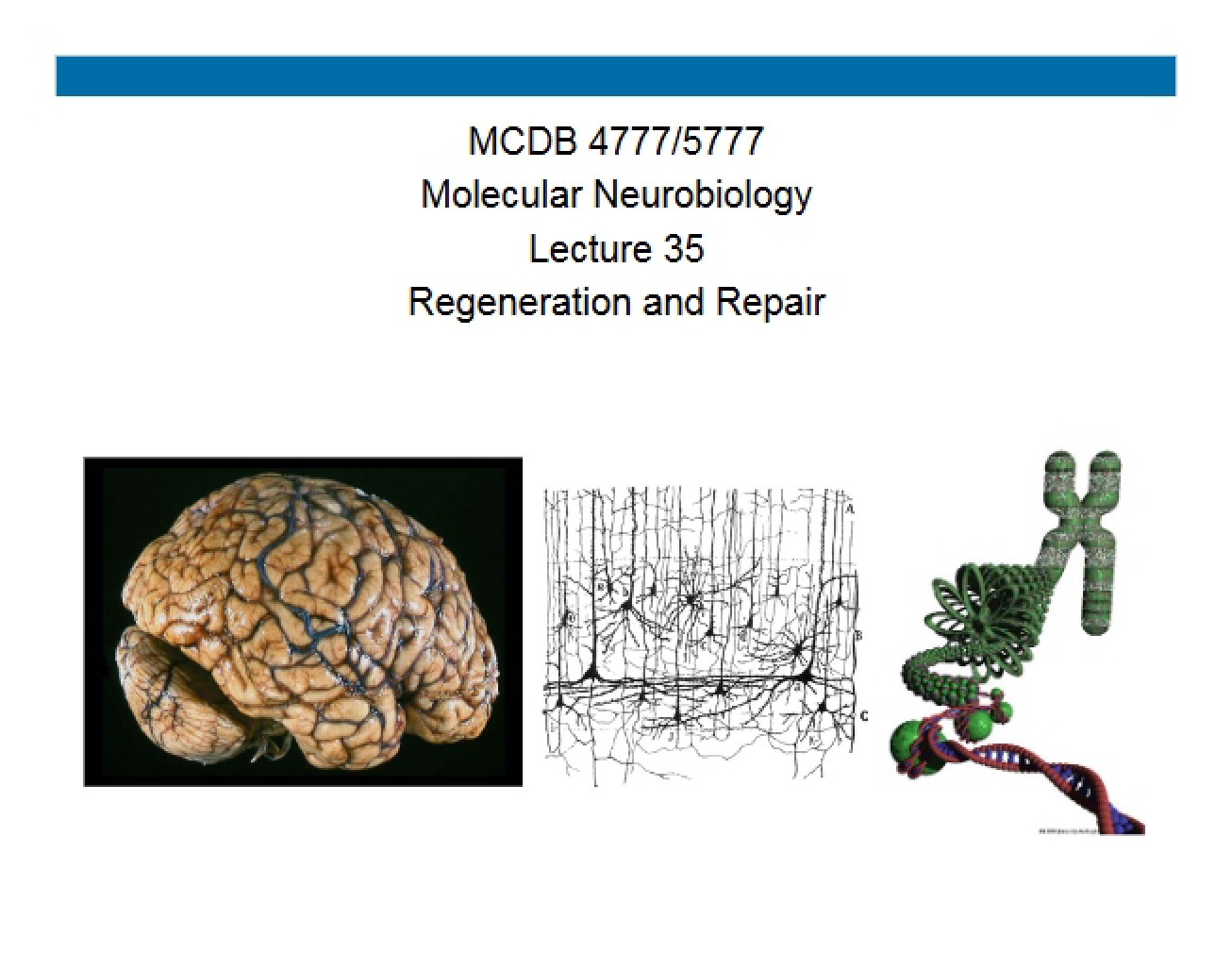 Repair and Regeneration