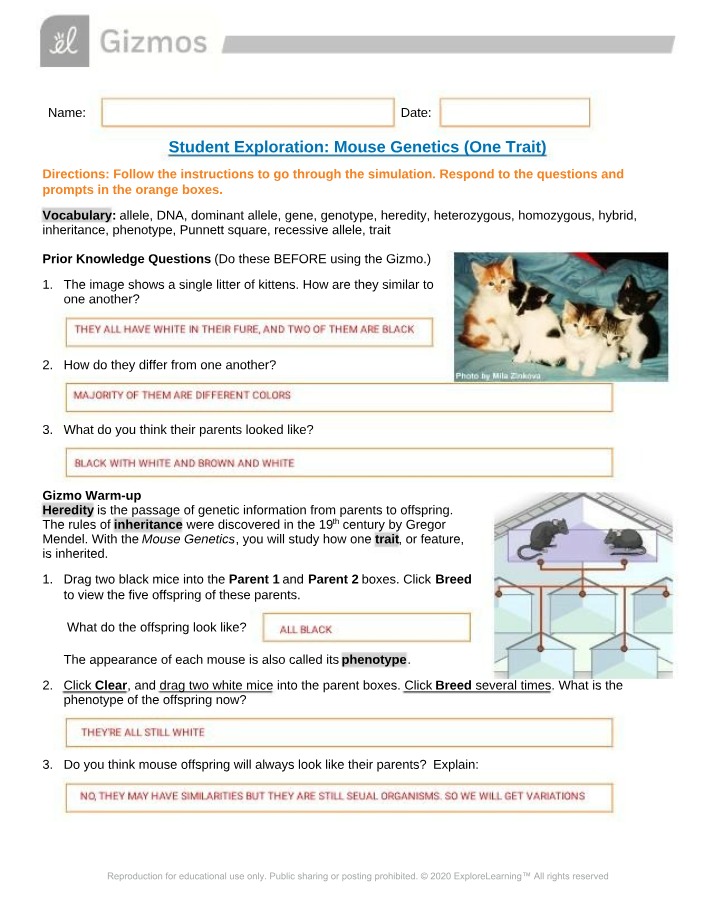 Mouse Genetics with Pedigrees Gizmos