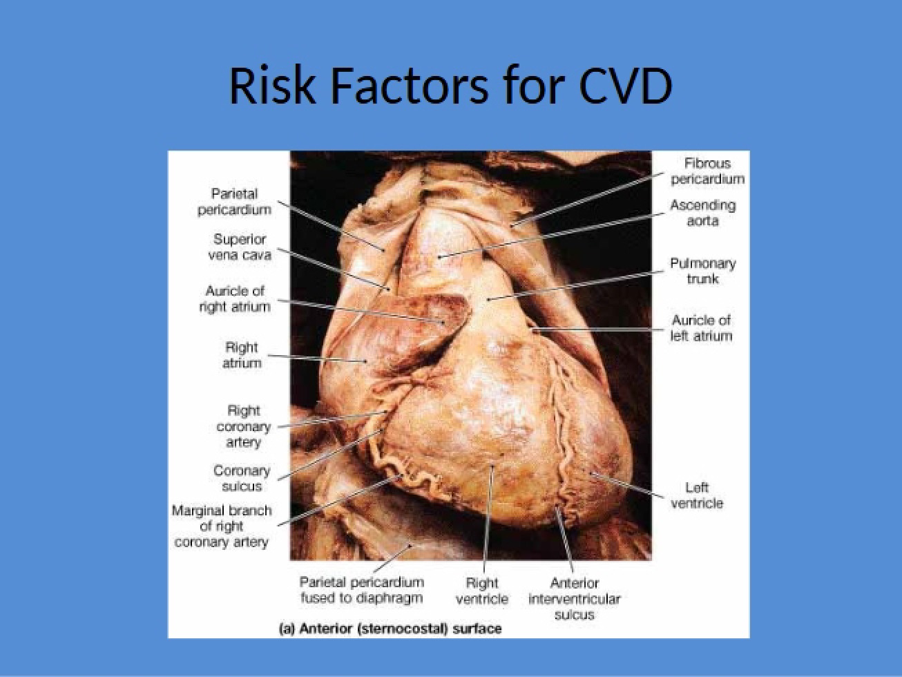 CVD Risk Factors